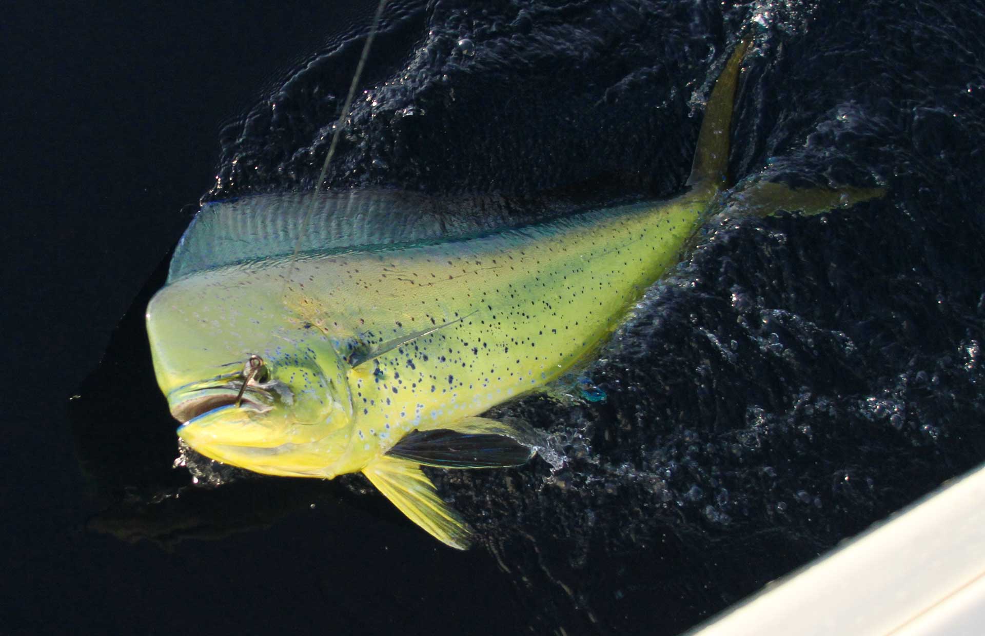 Dorado fishing in Cabo San Lucas
																	