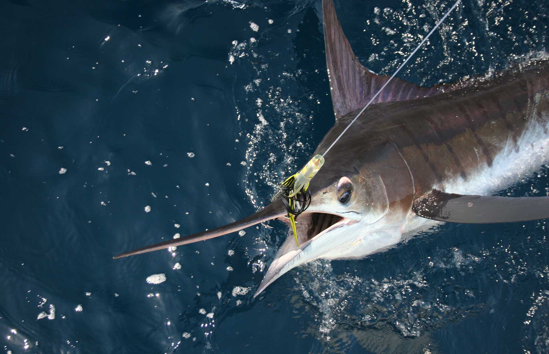 Marlin fishing in Cabo San Lucas